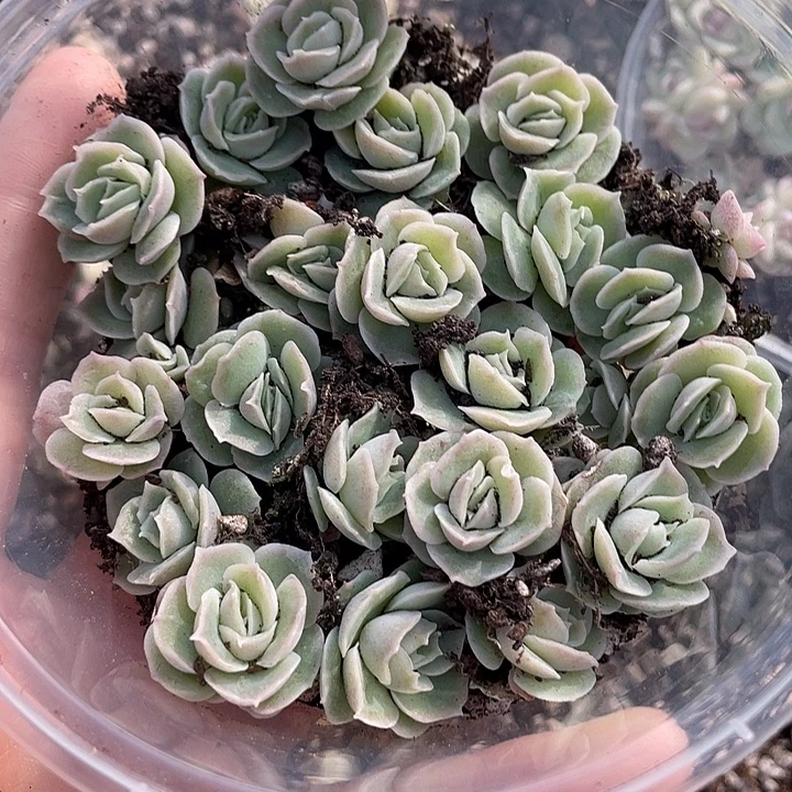 OTO多肉切糕dy2284