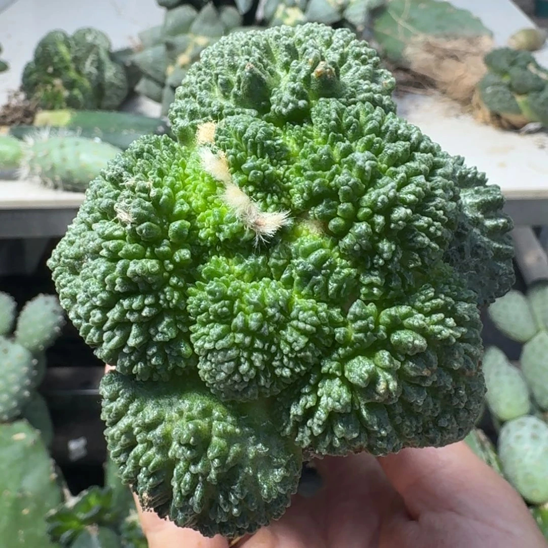 【闪购商品】无花朵大尤哥斯拉牡丹