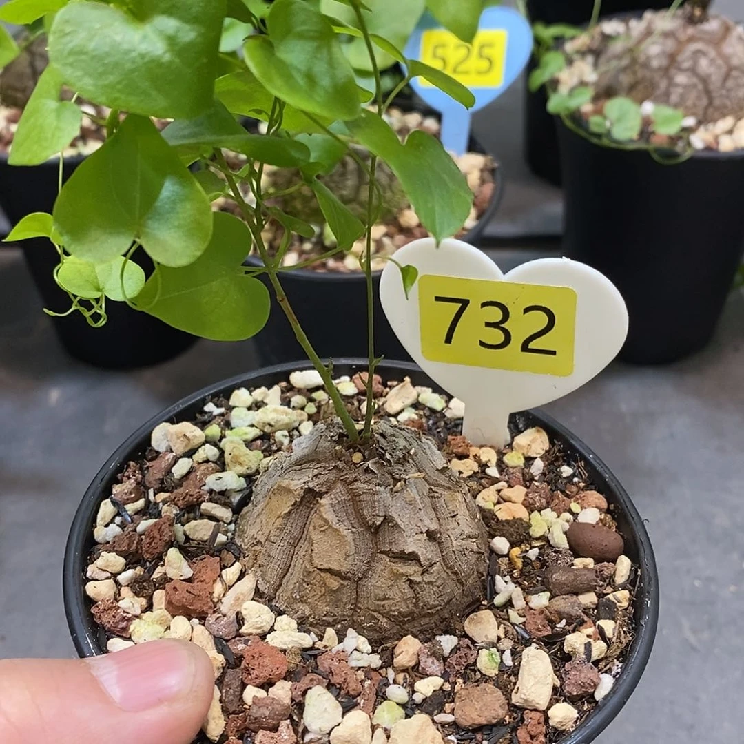 南非龟甲龙龟甲龙