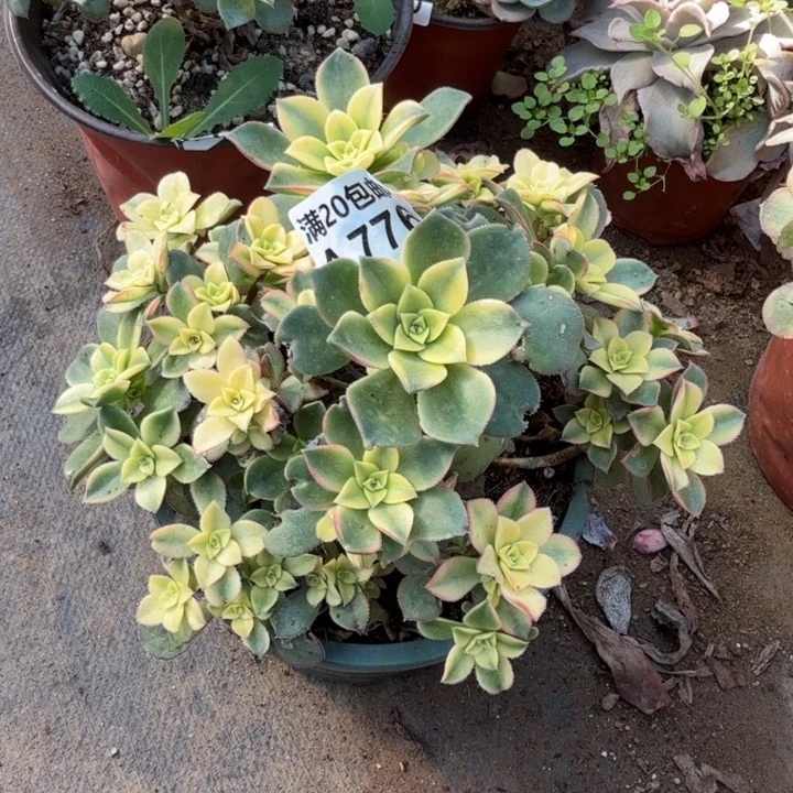 满20包邮，776艳辉叶子黑斑正常