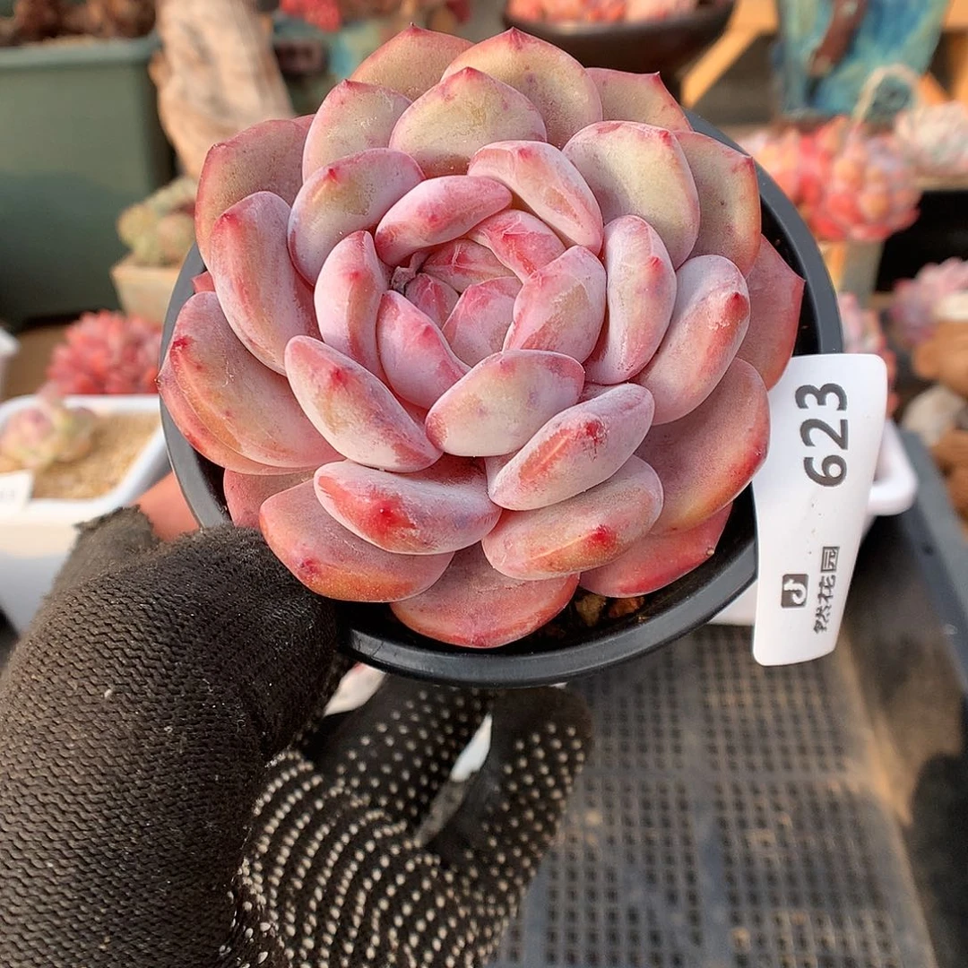 623星影多肉植物6666