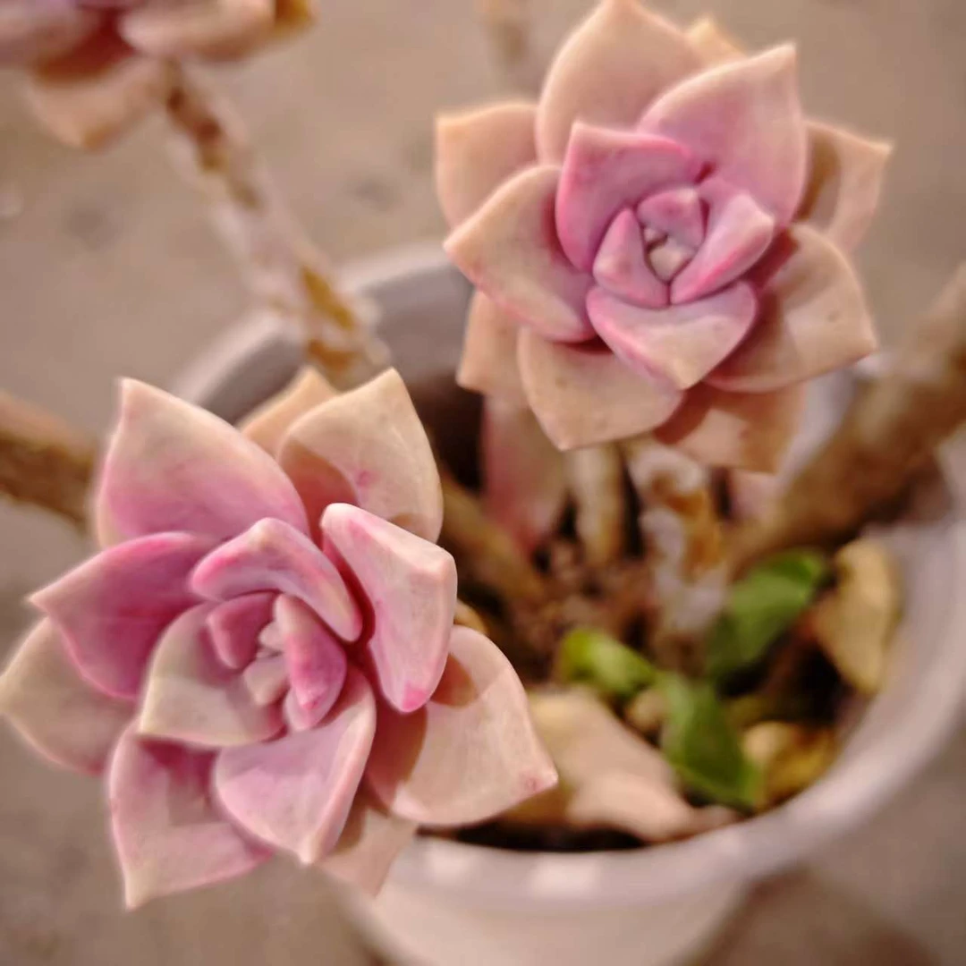 紫乐120#DS 拍一发二 川哥多肉植物新手闭眼入阳台庭院一单