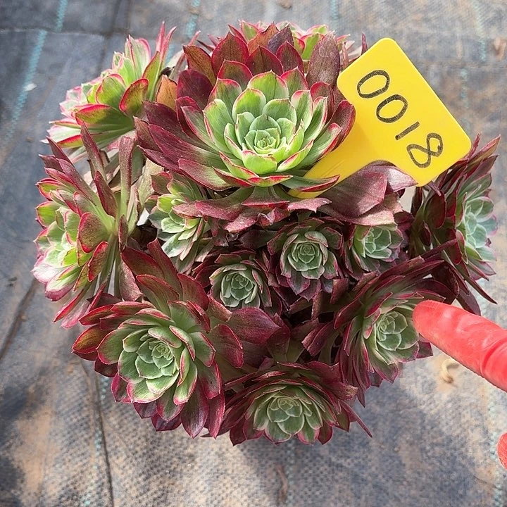 0018莲花座一物一拍