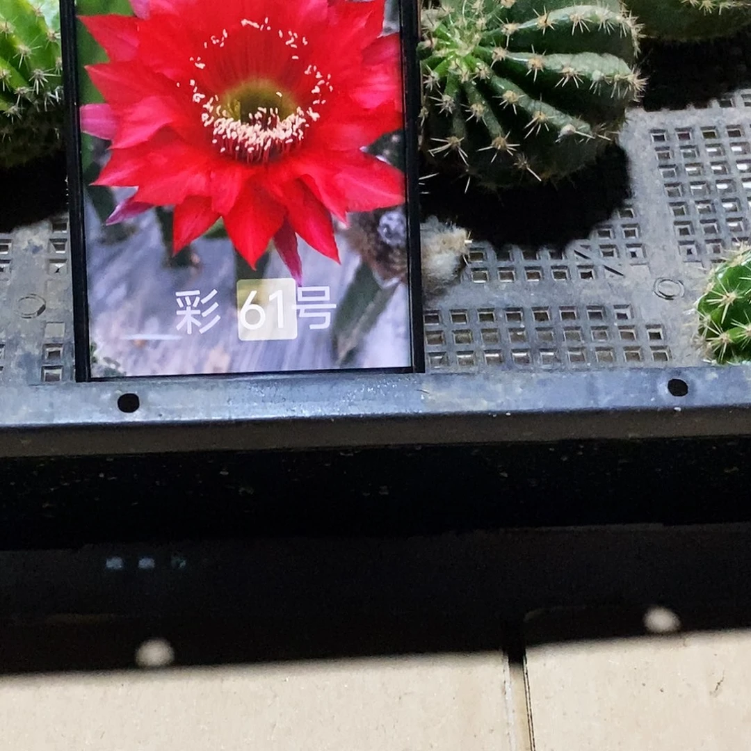 彩 61红妆侧芽歪20包邮/5公分