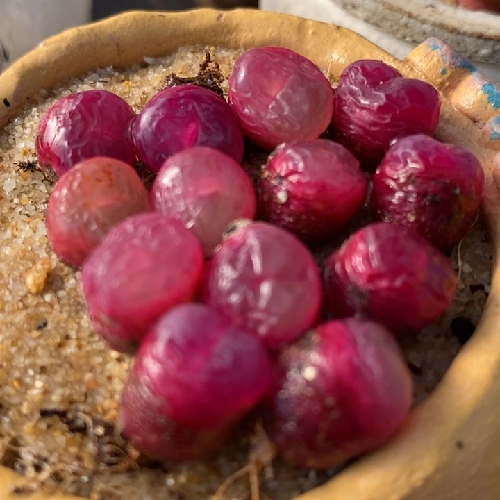 冰魄杂吕红1颗一颗