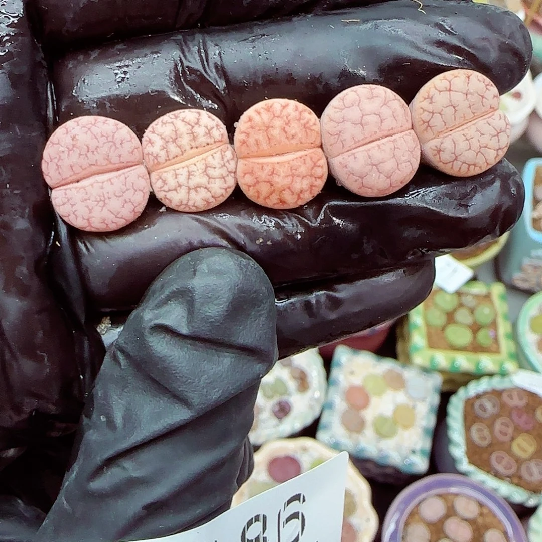 生石花满18包邮1020-86