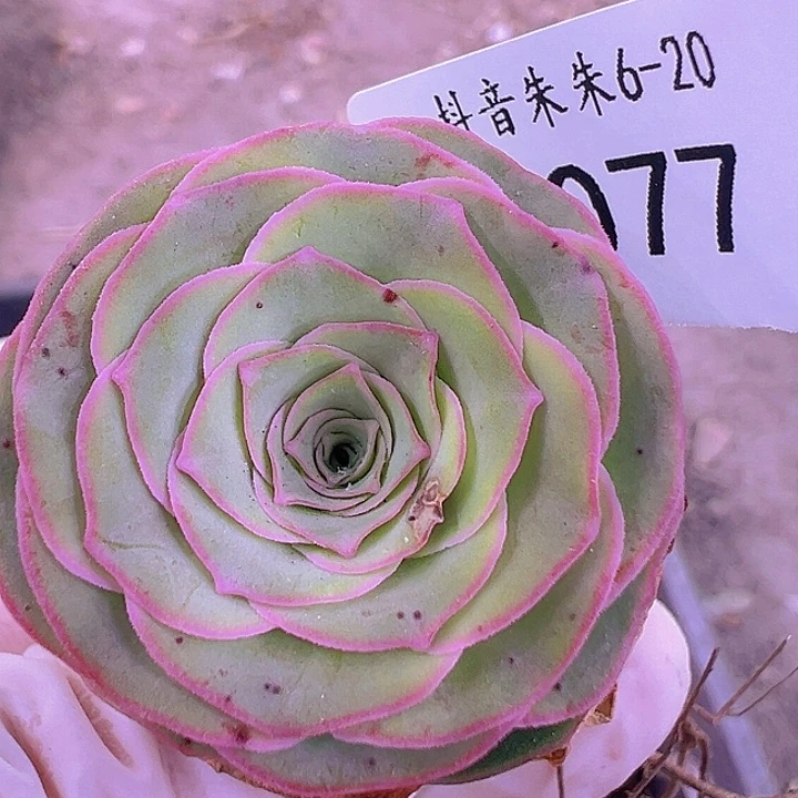 全部花朵朱077。绝色X各种。 福利