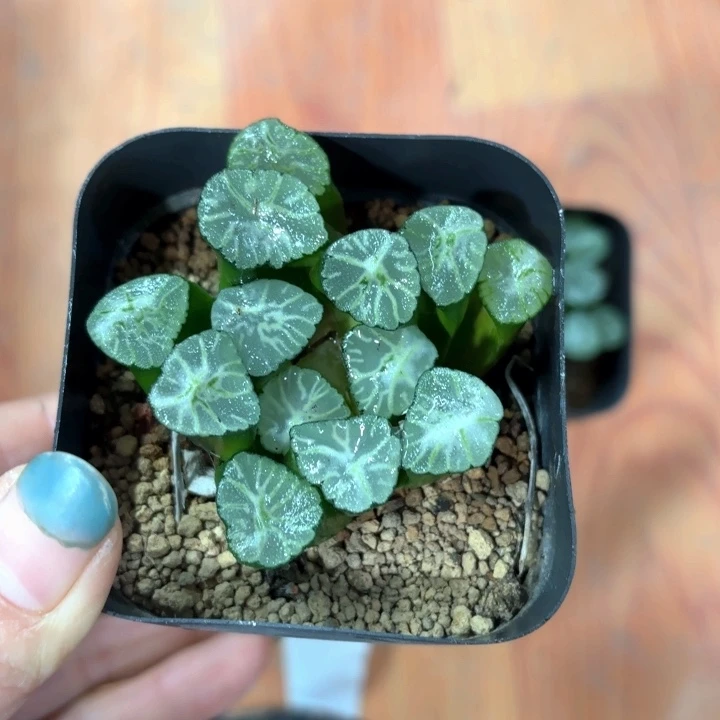 火烧云换盘多肉植物