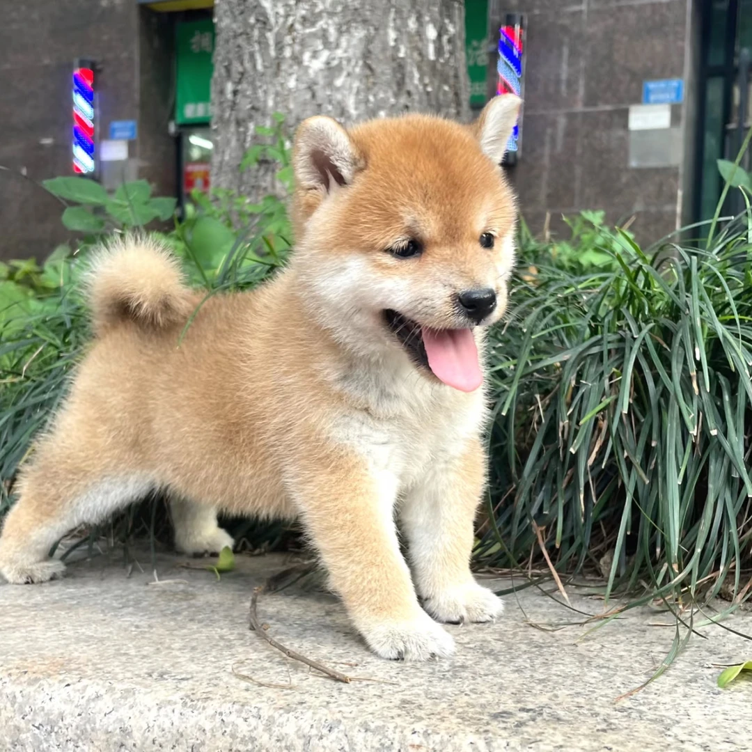 中华田园犬柴犬小狗幼崽含黄狗白面四眼铁等品种