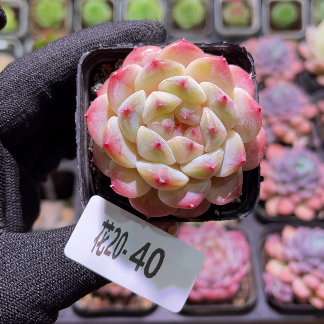 花20-40密令冰魄