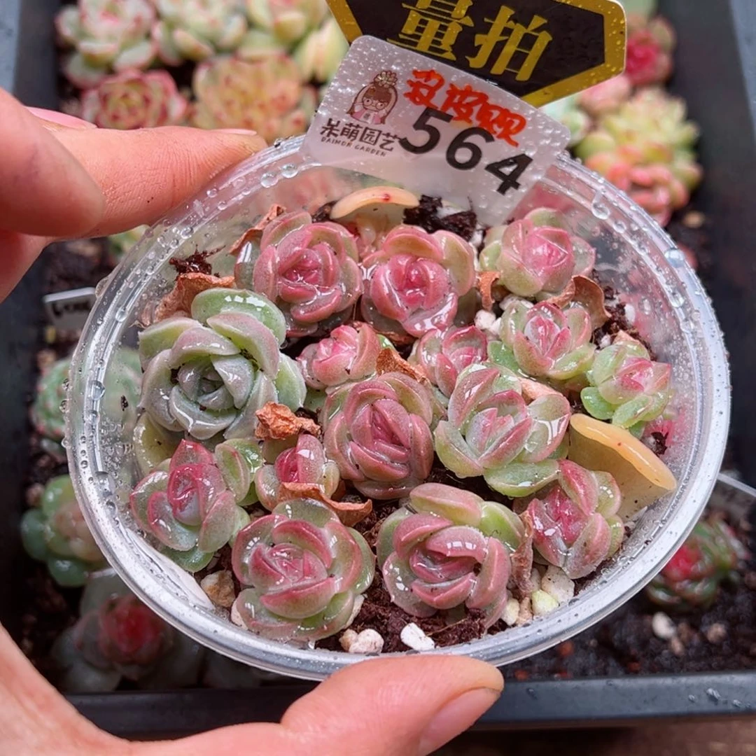 多肉植物多肉植物