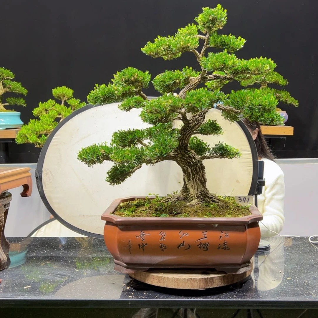 四季常青老桩黄杨盆景