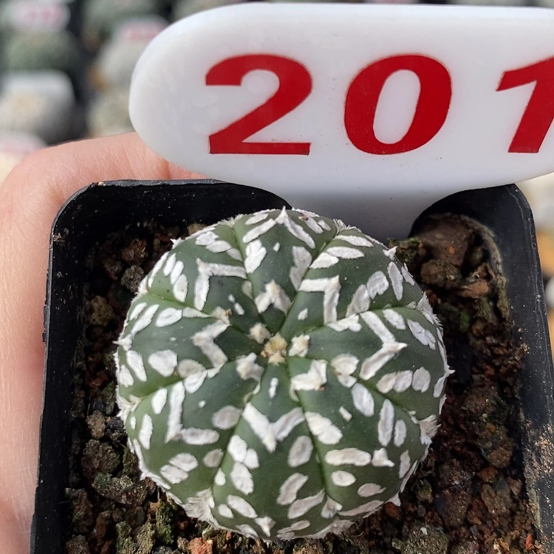 201v兜系列福利来啦