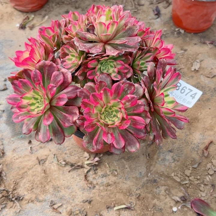 674舞天姬多肉一样