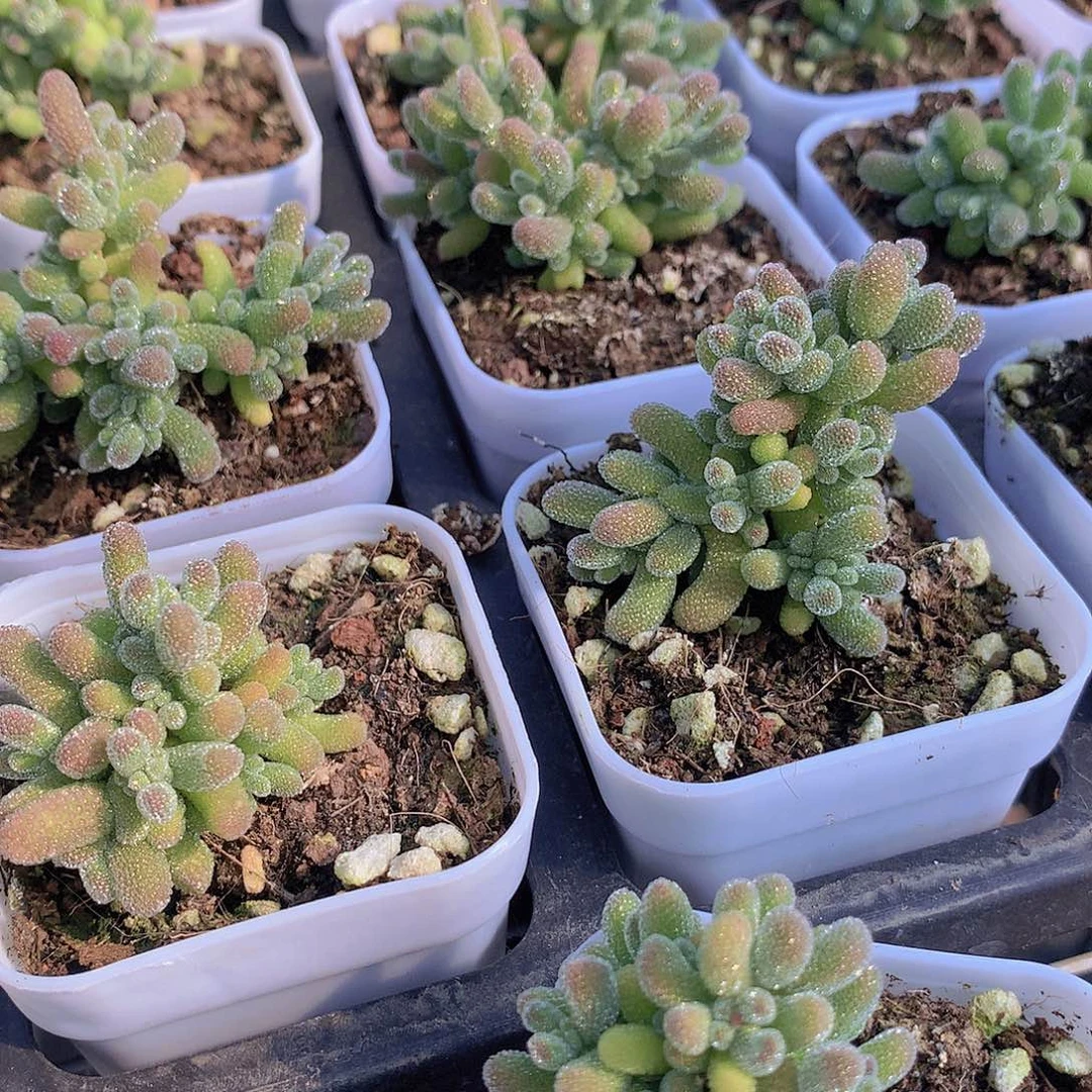 冰晶23567899900000