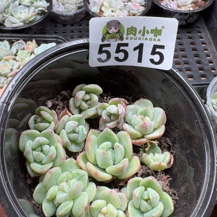 多肉植物多肉植物