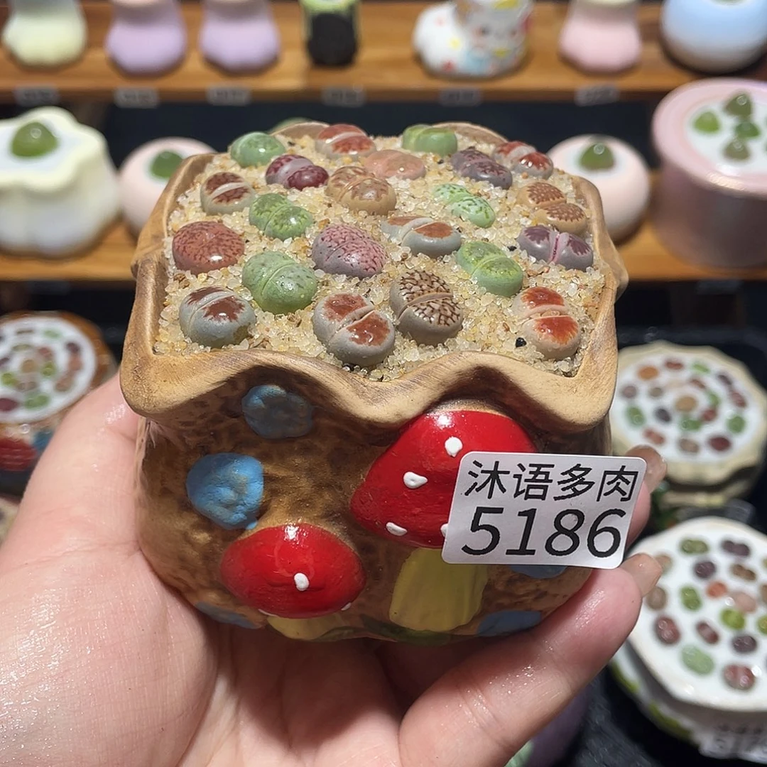 带盆土植物 一物一拍5186