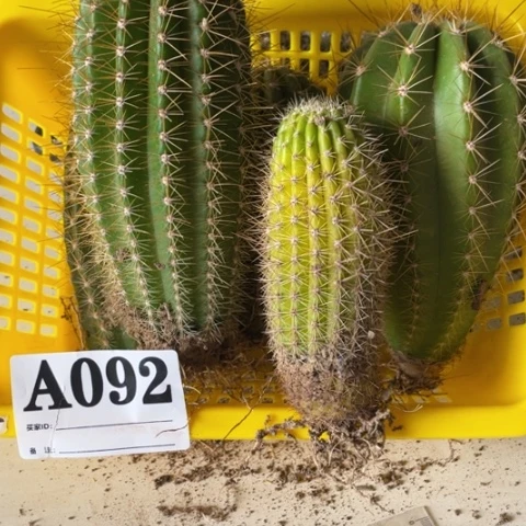种子苗毛花柱a 092