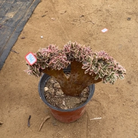 粉女巫缀一物一拍