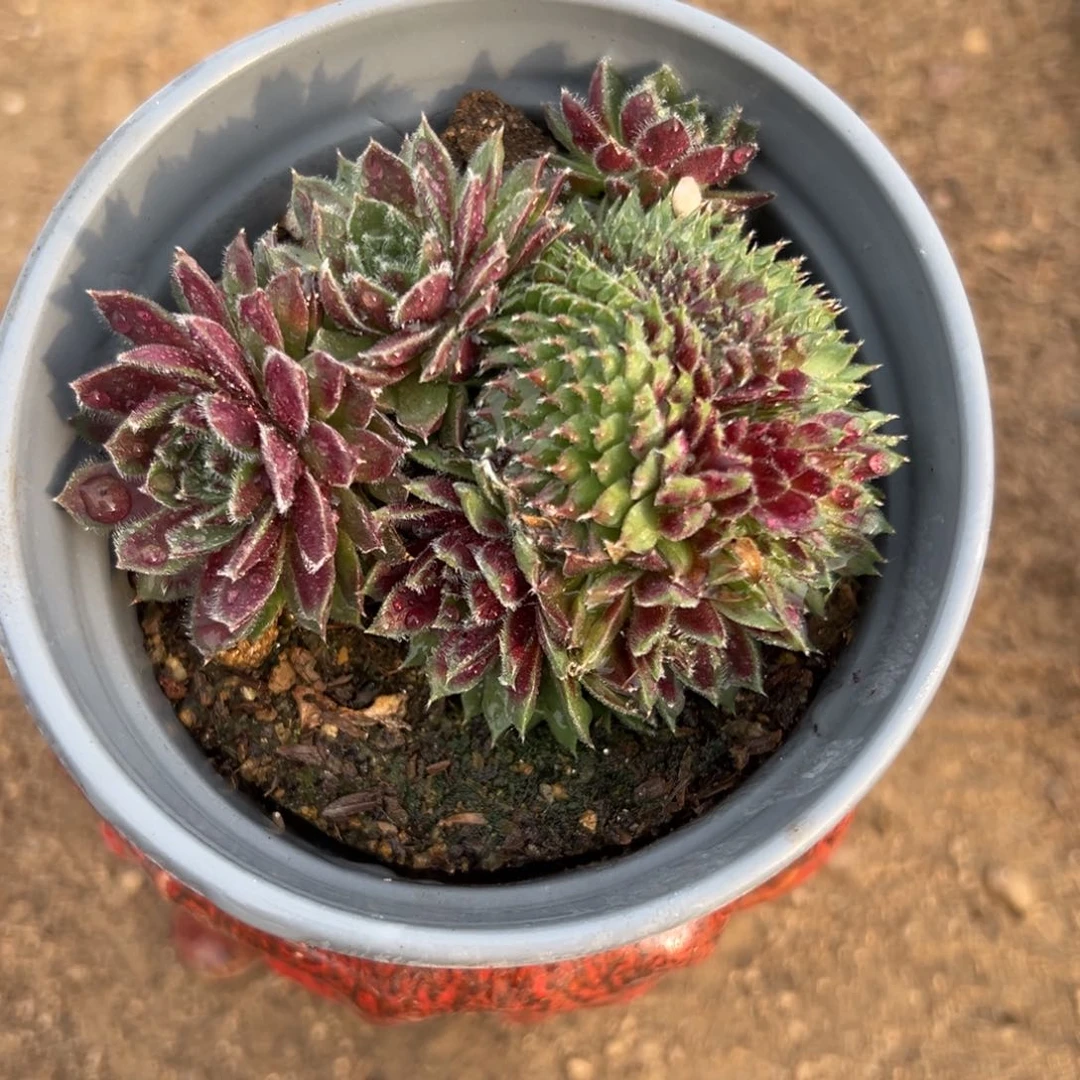 多肉植物多肉植物