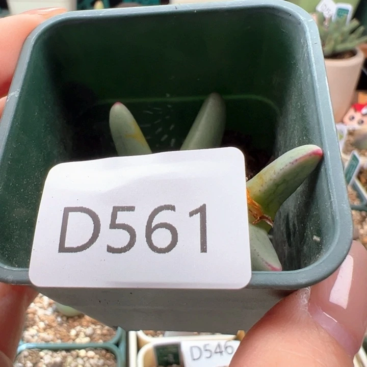 w561。皮卡丘。专拍。