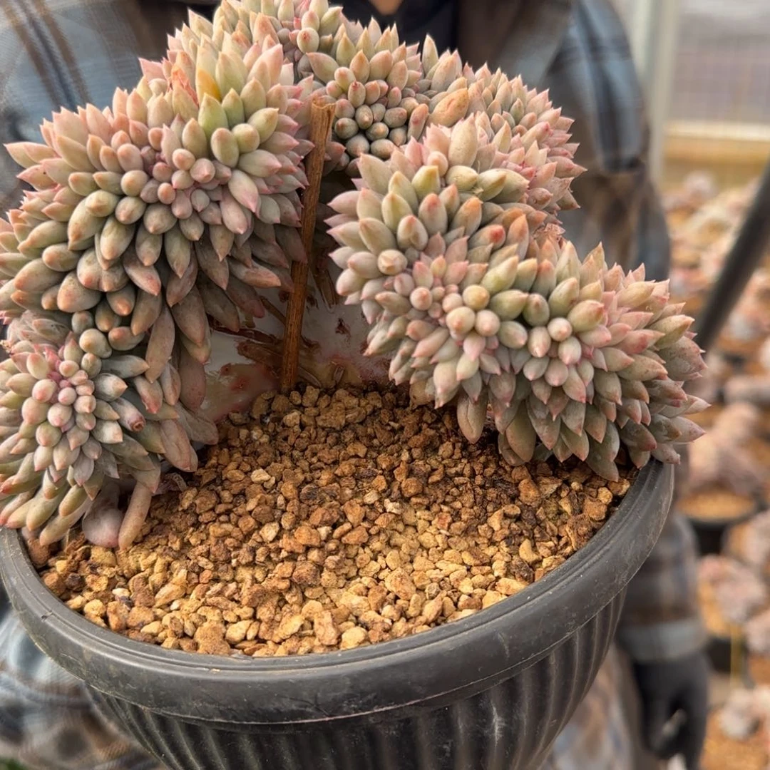 0034。       所罗门缀多肉