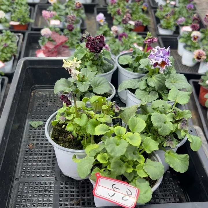 完全开放7盆角瑾58号无售后