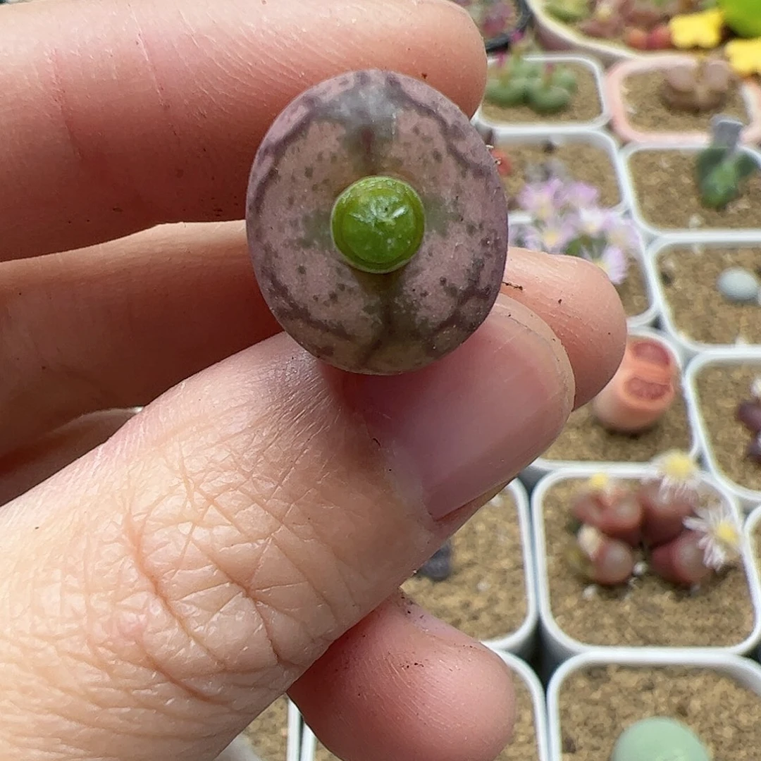 【闪购商品】156 杂交