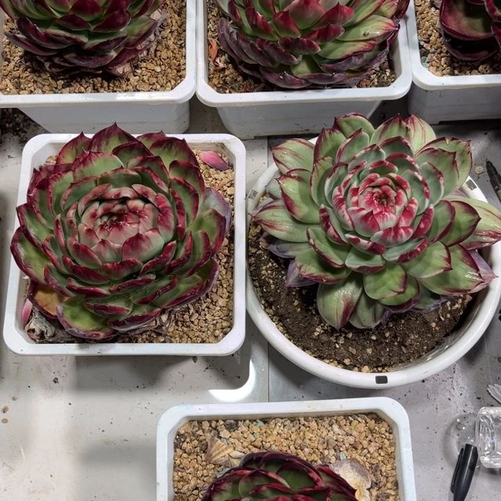 *****惊鸿仙子多肉植物A敏宝