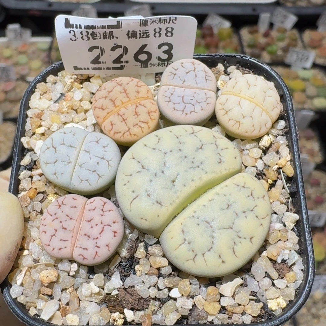 Ssss精品生石花2263