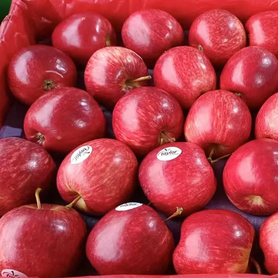 苹果加力果1公斤红富士苹果云南省