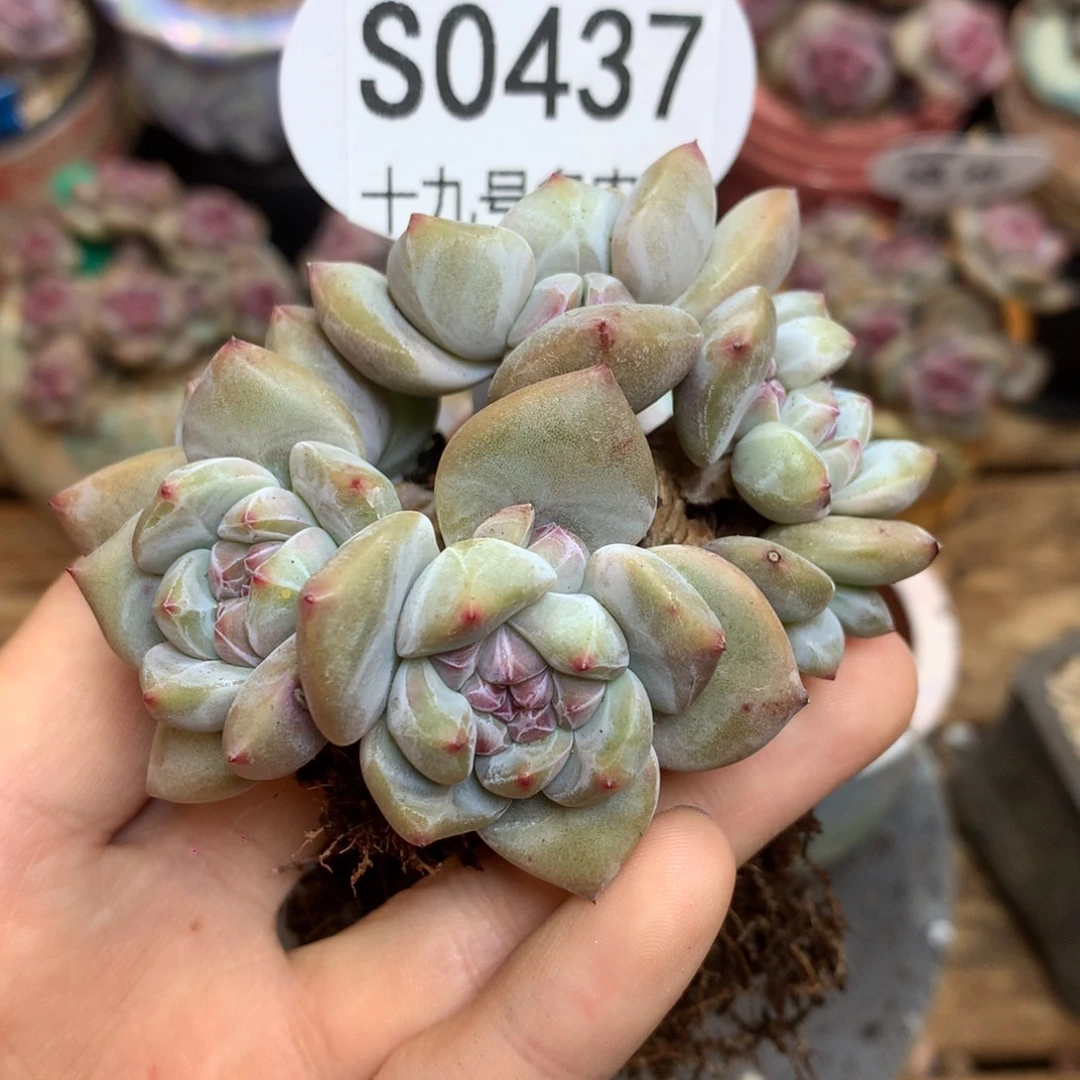 S0437 突尼斯 背景同款