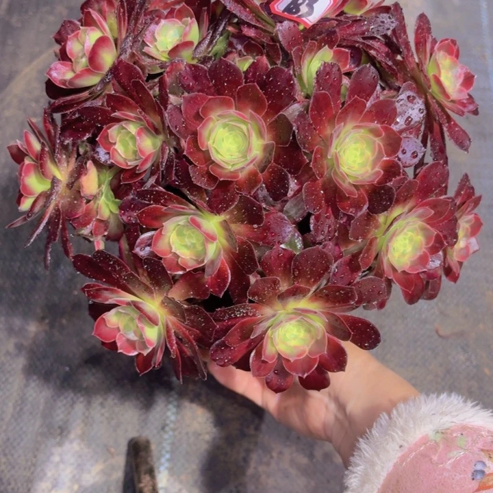 一物一拍安娜183