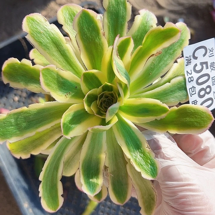 5080组合法师组合