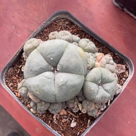 实生鱼群6仙人球