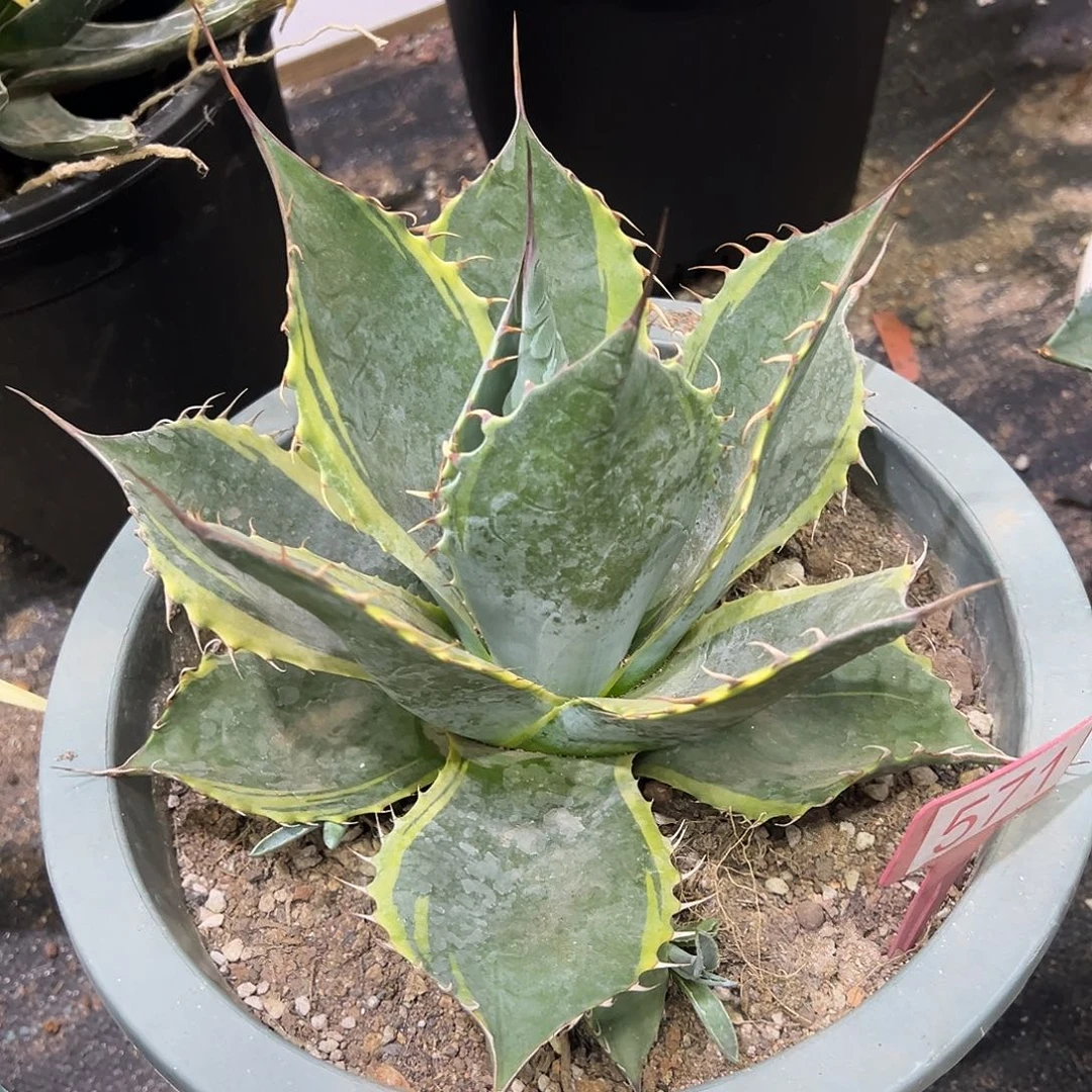 赖光锦龙舌兰系列