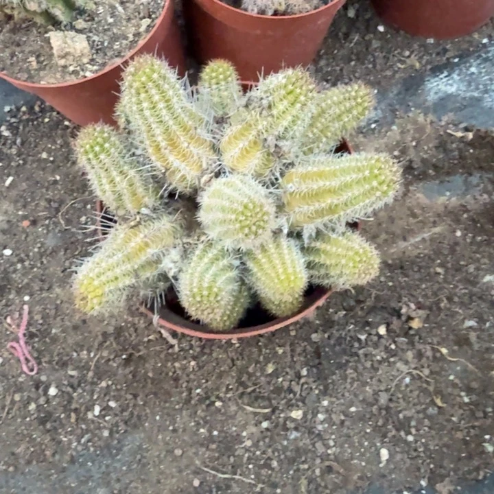 白檀仙人掌群生272