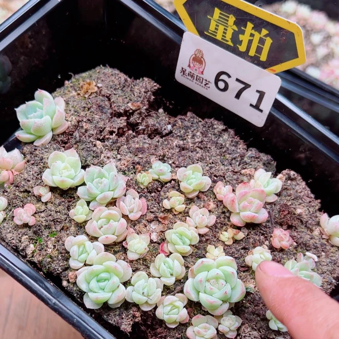 多肉植物多肉植物