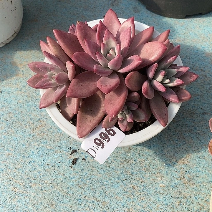 ****陌996赫菲斯托多肉植物