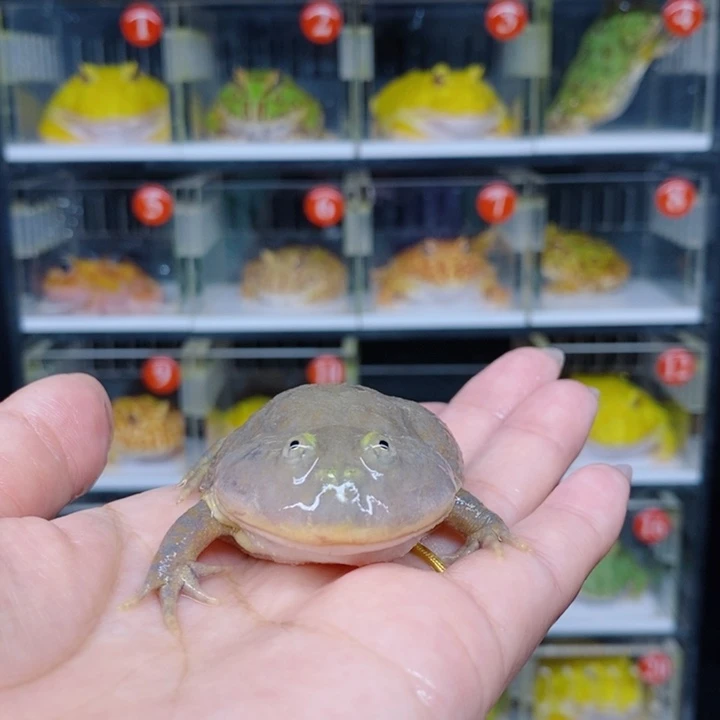 角蛙恭喜发财大吉大利