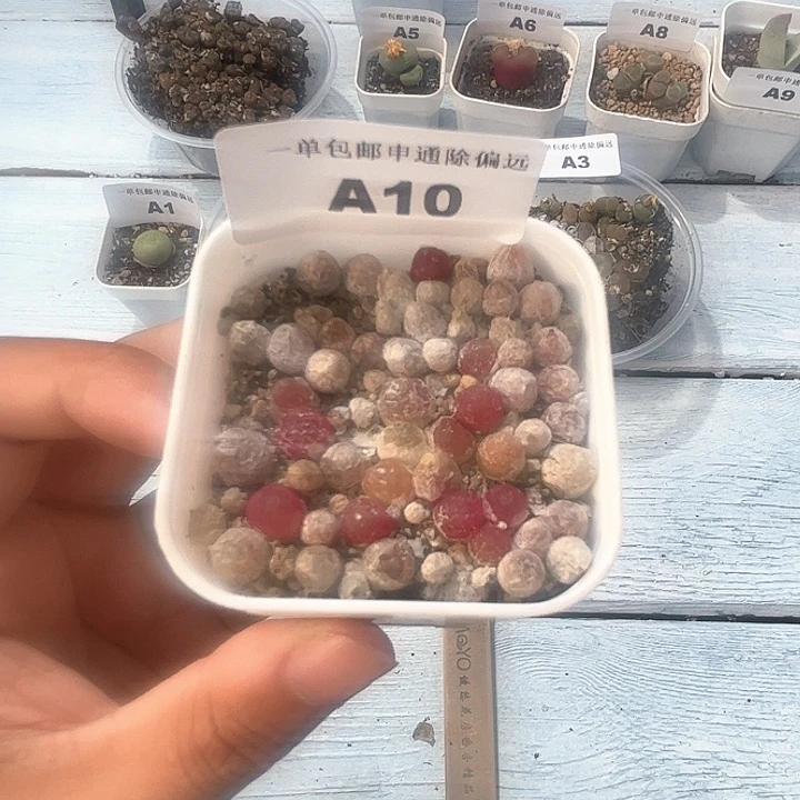 1114–番杏福利a10