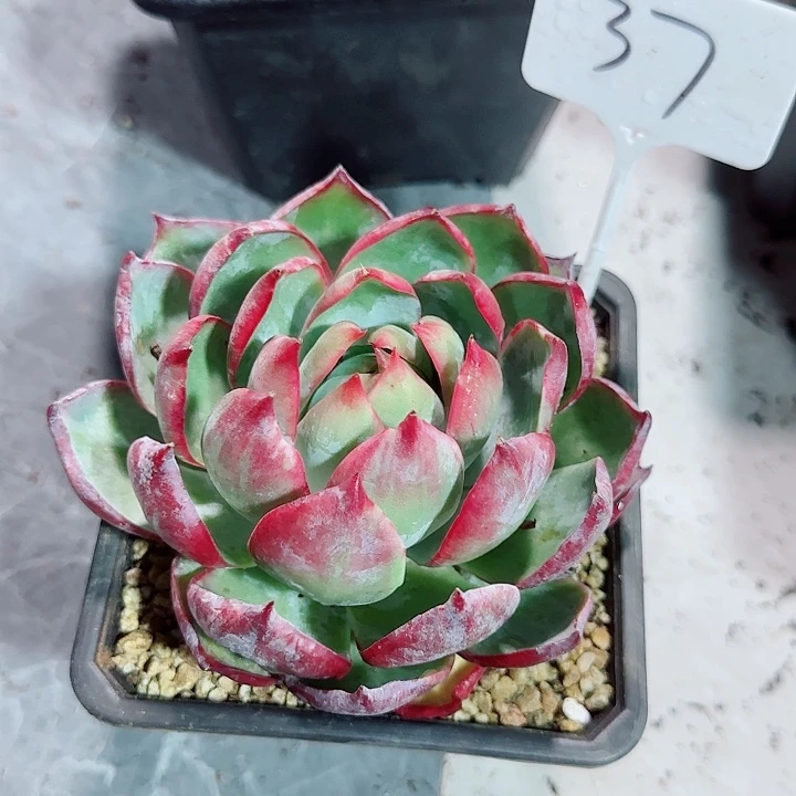 o*琳惊鸿仙子多肉植物