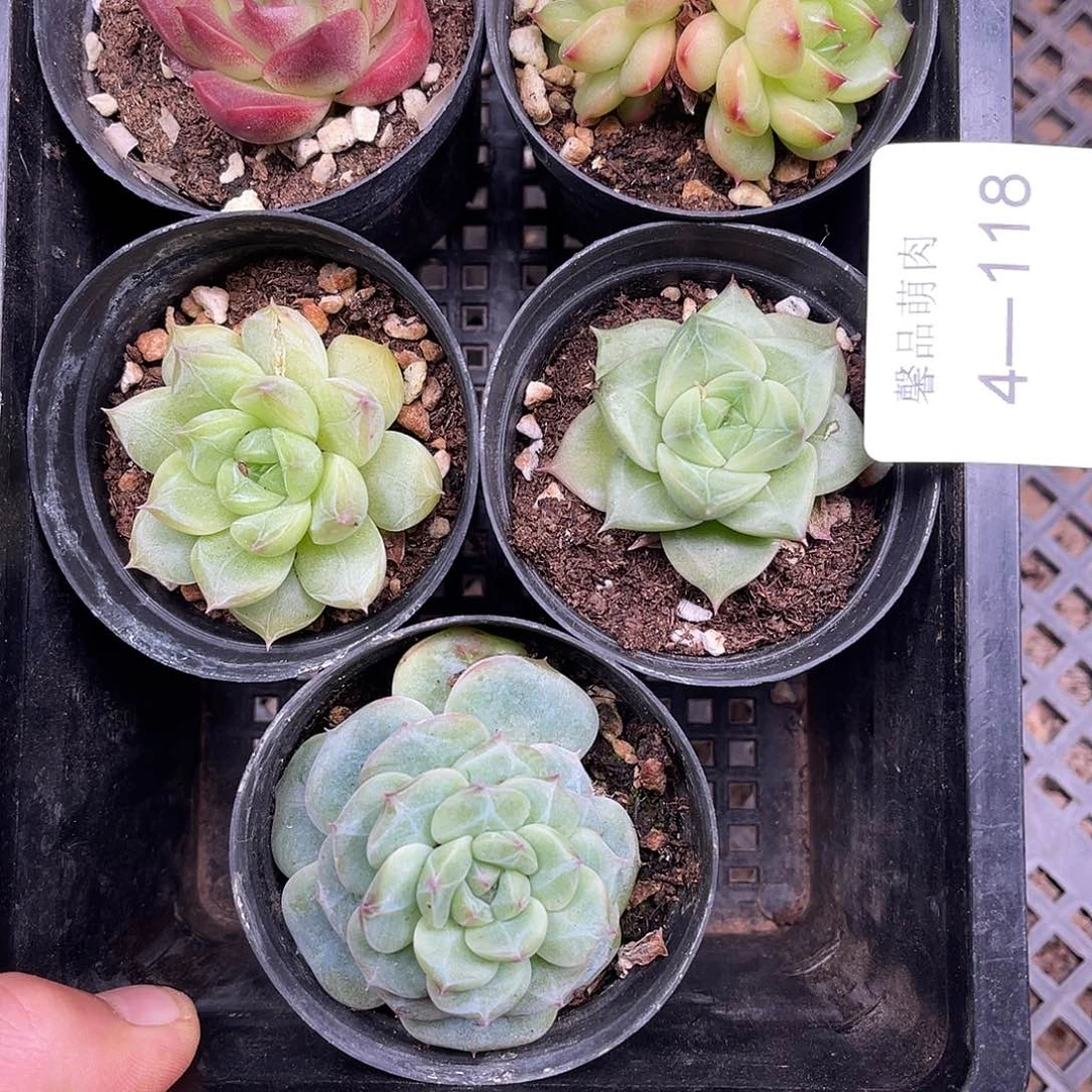 多肉一物一拍4-118