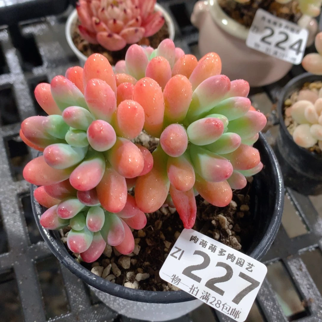 肉萌萌拇指盆精控多肉ZI227