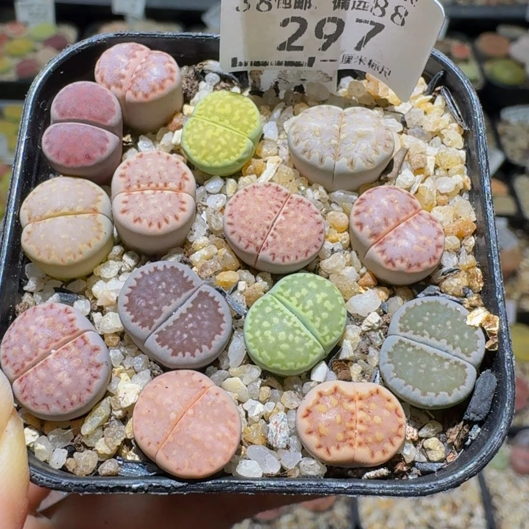 Ssss清棚价便宜297