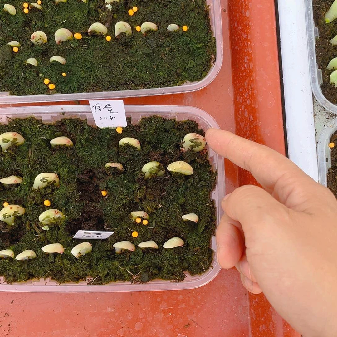 败*白昼芝麻一个满25包邮