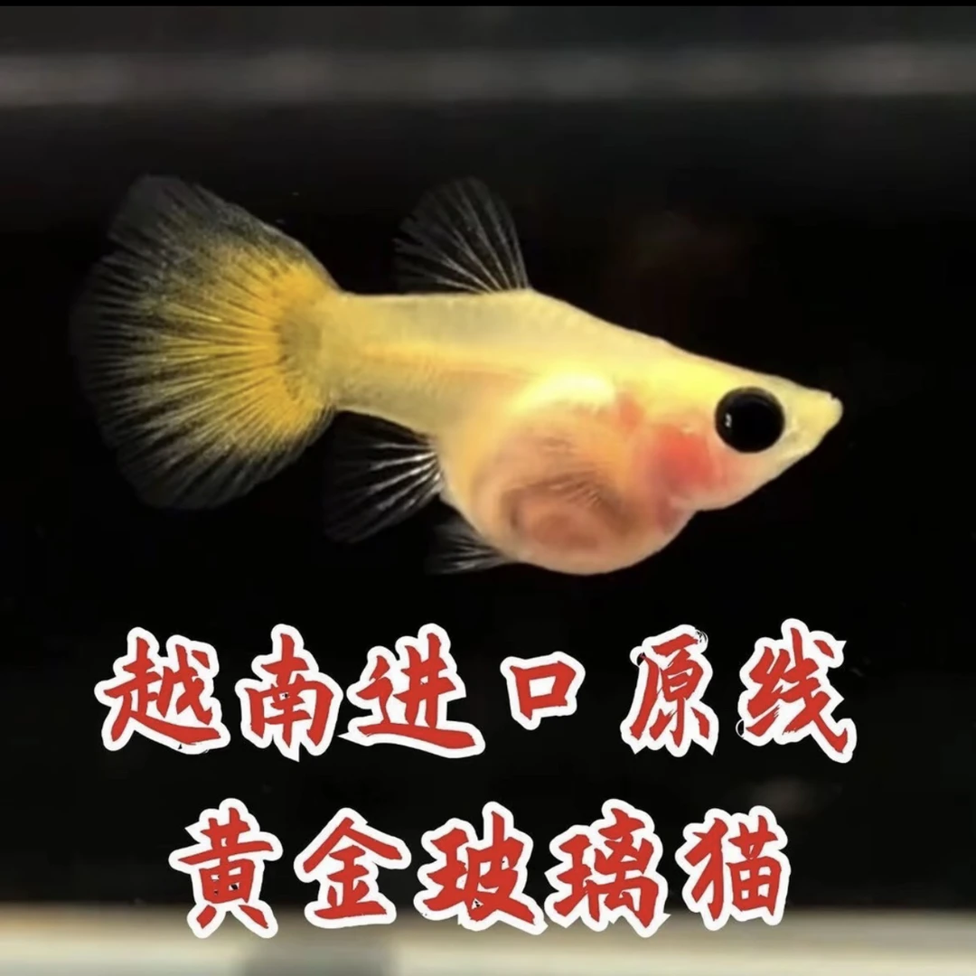 『黄金玻璃猫』精品孔雀鱼 越南玻璃猫 开箱视频报损 入缸不售后