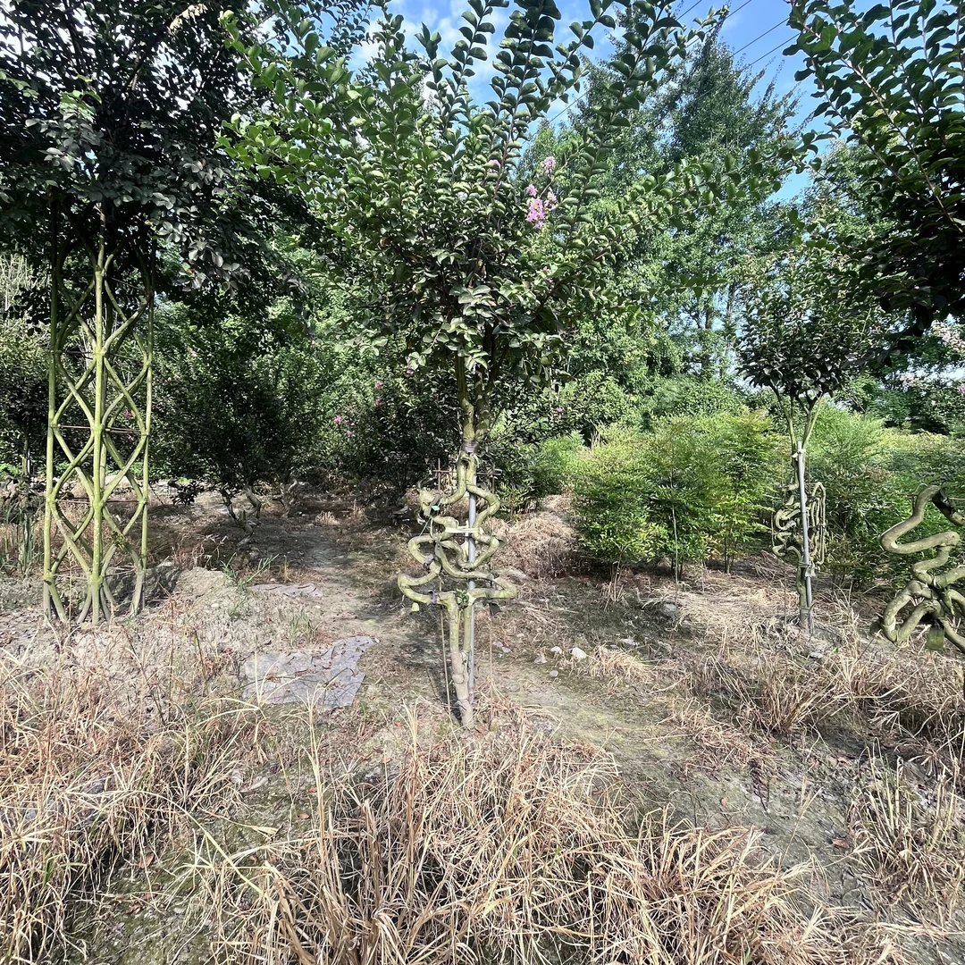 王/紫薇百家姓/王总/王老板/王书记/王先生/王美女/王家