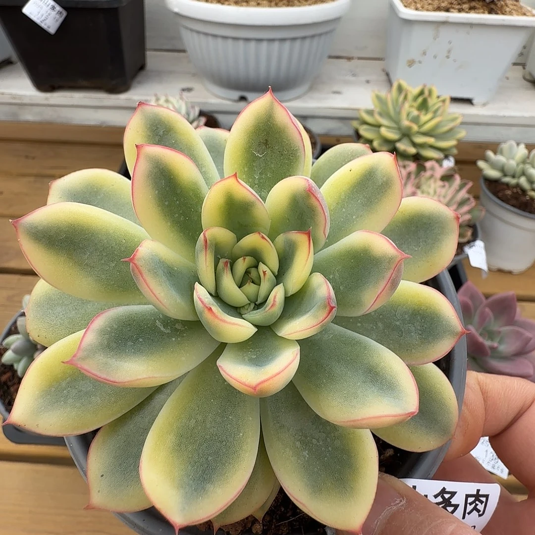 荷花锦1111213-142