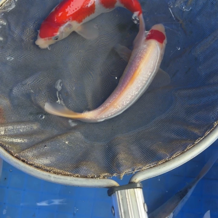 锦鲤龙鳞锦鲤红白